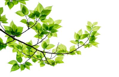 Green tree leaves and branches isolated on white background.