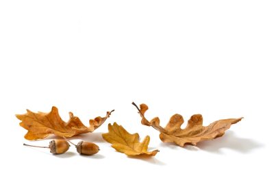 Autumn oak leaves and acorns isolated on white background